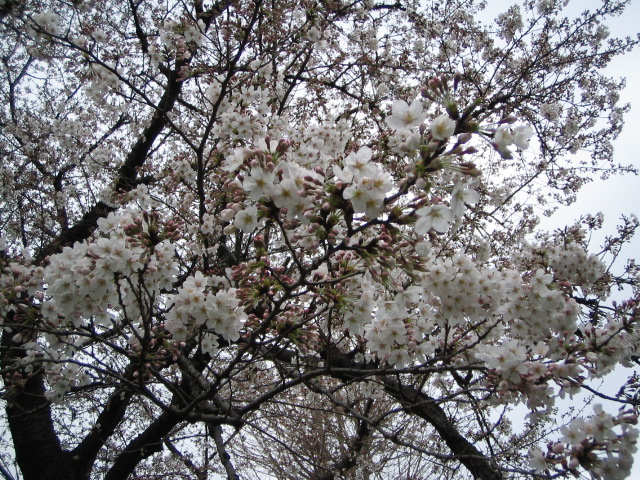 d0101907_1551297.jpg