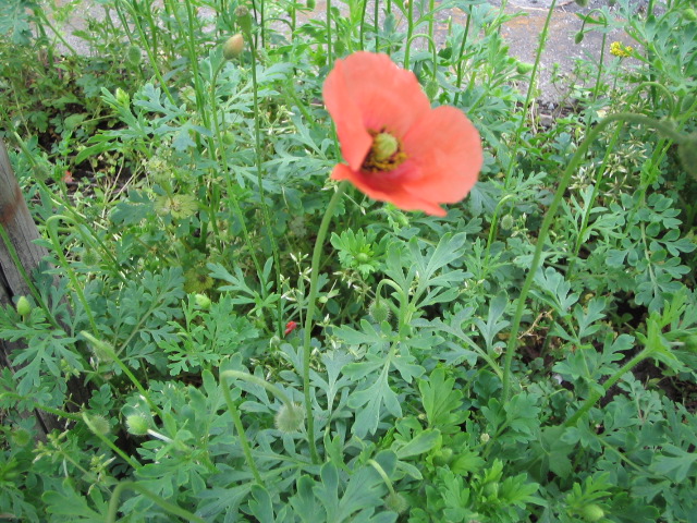 d0101907_15515447.jpg