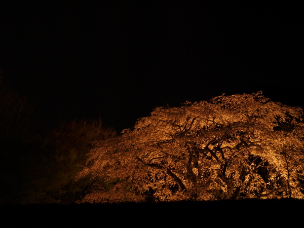 夜桜_d0101409_20514160.jpg