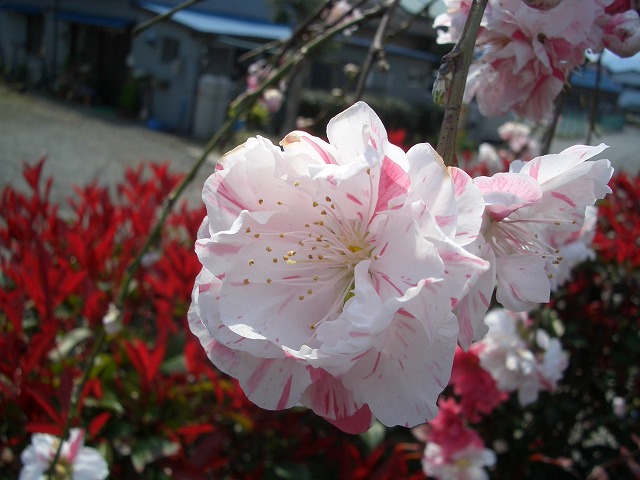 驚いた!天城温泉会館が営業休止_f0141310_22125063.jpg