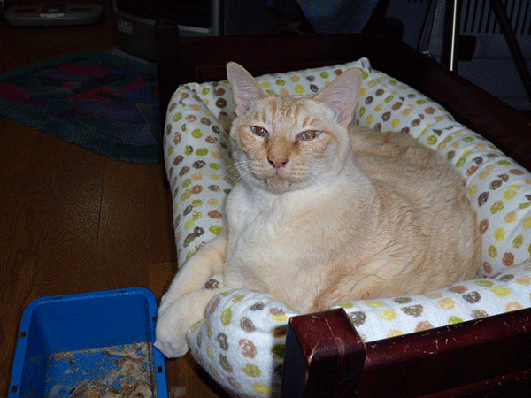 b0159611_03375.gif