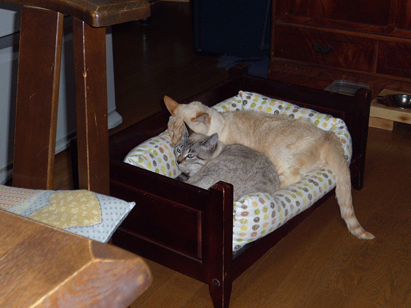 b0159611_0343376.gif
