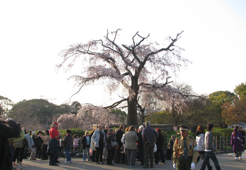 八坂神社と円山公園2_e0048413_22321896.jpg