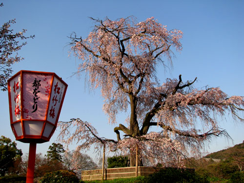 八坂神社と円山公園2_e0048413_2232402.jpg