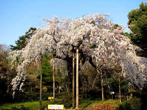 八坂神社と円山公園2_e0048413_2233621.jpg