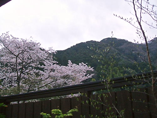 大桜と花見_f0192820_2156511.jpg