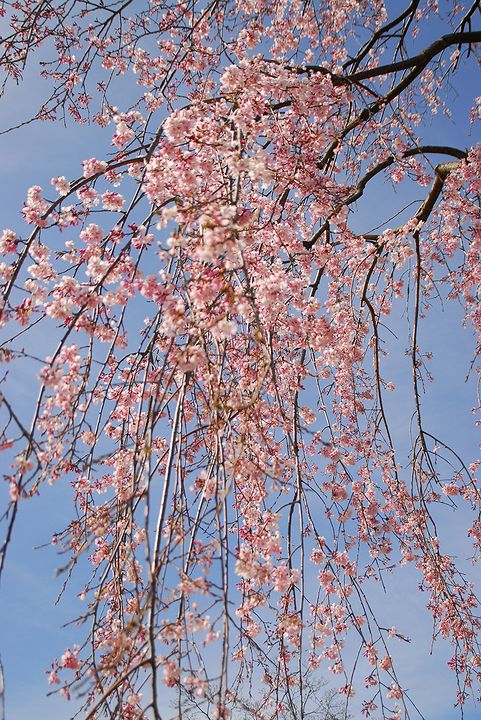 枝垂桜は好きですか？_a0031821_190197.jpg