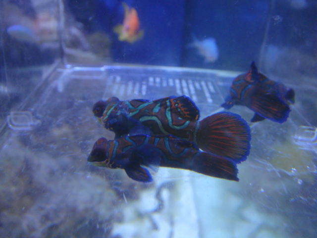 海水魚・サンゴ・水草・日本産淡水魚_f0189122_1115231.jpg