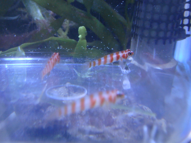海水魚・サンゴ・水草・日本産淡水魚_f0189122_1115364.jpg