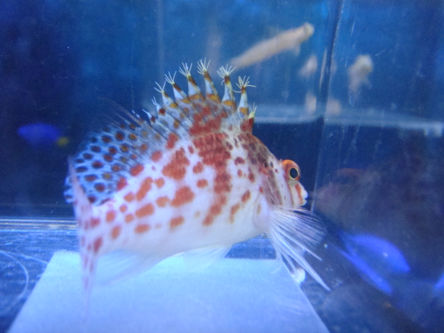 海水魚・サンゴ・水草・日本産淡水魚_f0189122_11201430.jpg