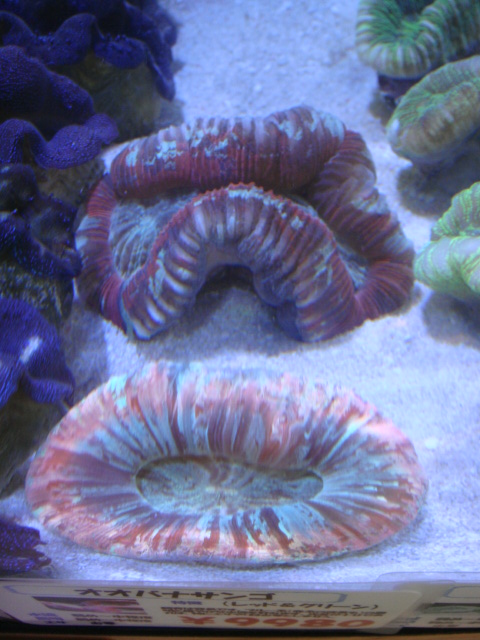 海水魚・サンゴ・水草・日本産淡水魚_f0189122_11205081.jpg