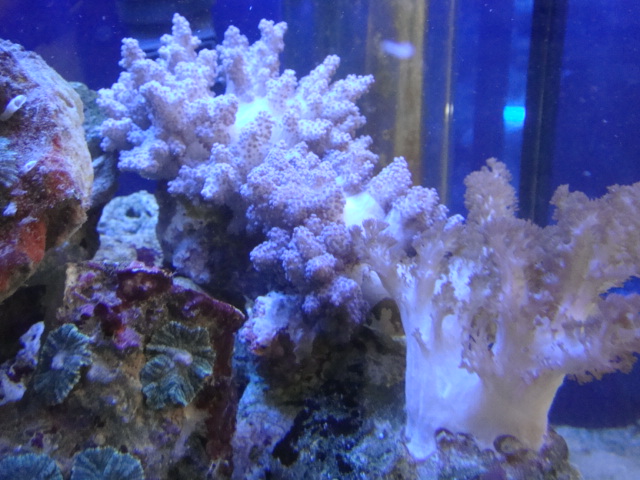 海水魚・サンゴ・水草・日本産淡水魚_f0189122_11241779.jpg