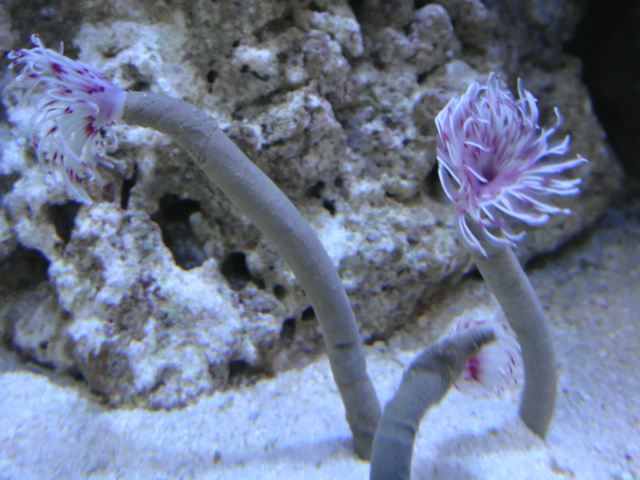 海水魚・サンゴ・水草・日本産淡水魚_f0189122_1124750.jpg