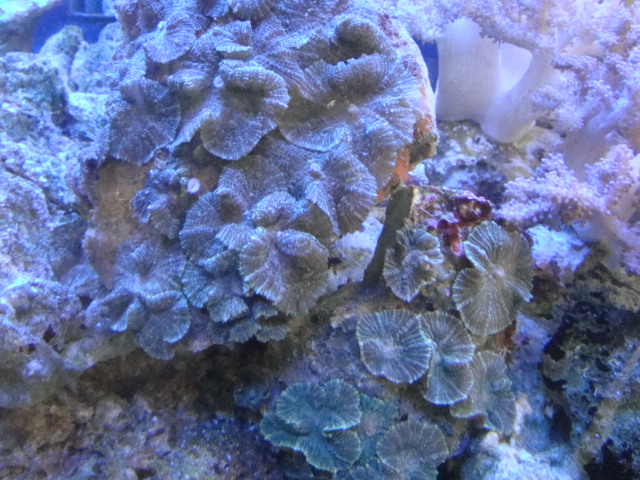海水魚・サンゴ・水草・日本産淡水魚_f0189122_16492915.jpg