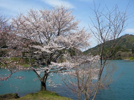 さくら・桜！　Ⅱ_f0129726_22205283.jpg