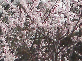 春、新年度、桜_f0044927_6203457.jpg