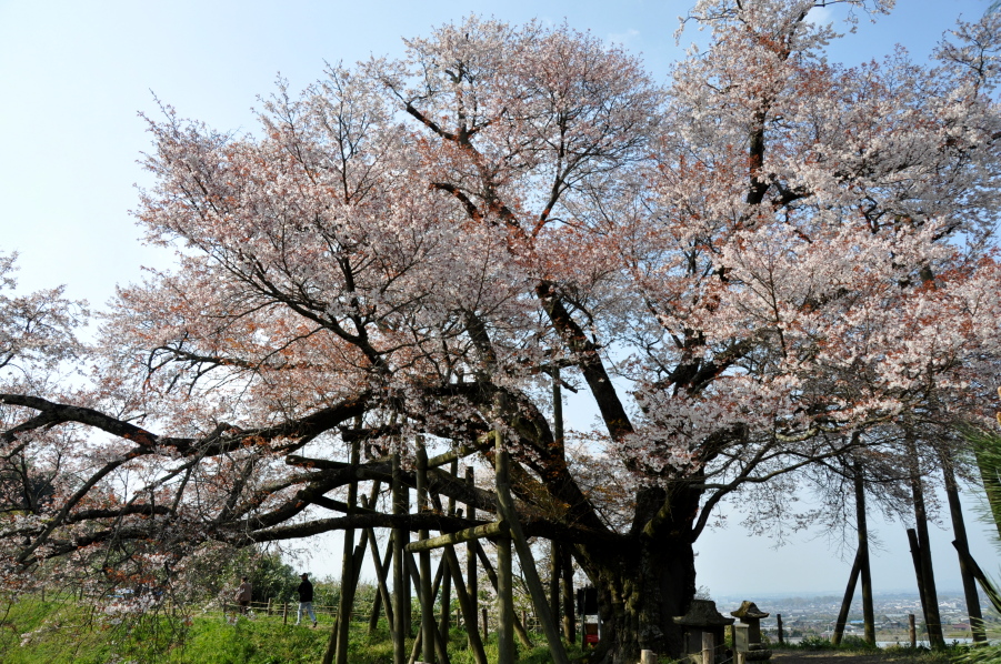 見頃です 【 久留米 浅井の一本桜 2009 】_d0079432_17581990.jpg