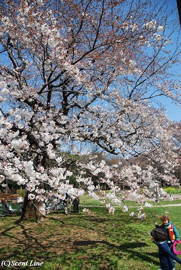 桜咲いてます_c0099133_1131641.jpg