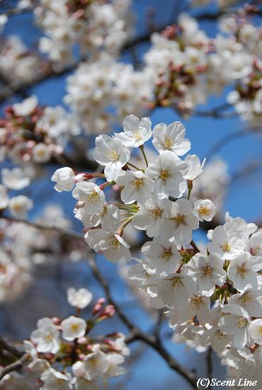 桜咲いてます_c0099133_113183.jpg
