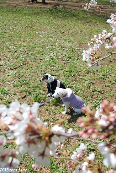 桜咲いてます_c0099133_1133857.jpg