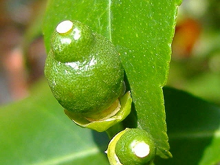 c0056437_13254220.jpg