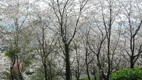 東脊振の千本桜_b0063438_2039681.jpg