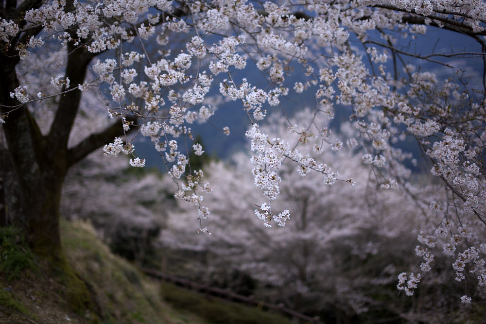 仁淀川町のひょうたん桜  その１_a0078341_020141.jpg