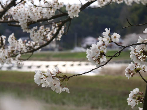 171　木次の桜ざんまい*_b0126044_2104650.jpg