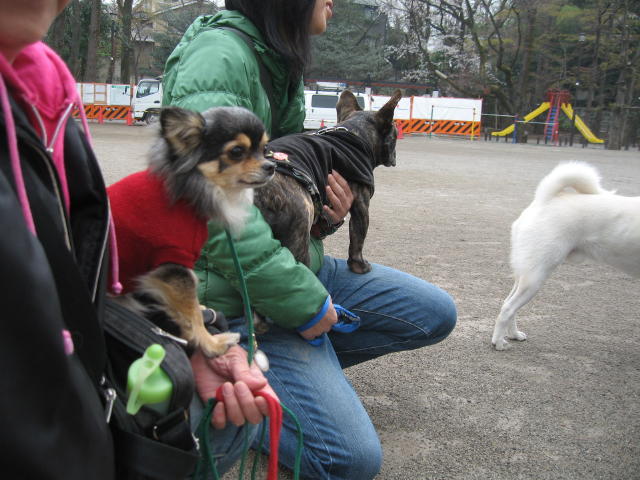 四月一日だったか(≧m≦)ぷっ!_c0102545_17141865.jpg