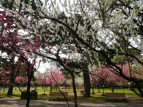 京都御苑の花々_c0057946_20173896.jpg