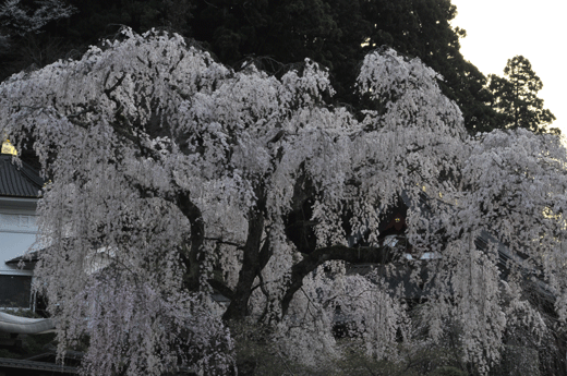 桜(2)_c0093046_7353249.gif