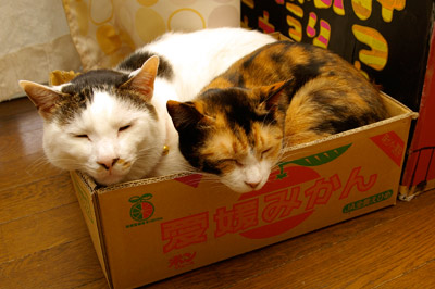 蜜豆羊羹・壱_a0028451_12312285.jpg