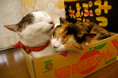 蜜豆羊羹・壱_a0028451_12315067.jpg
