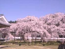 京都の桜_c0187754_8171782.jpg