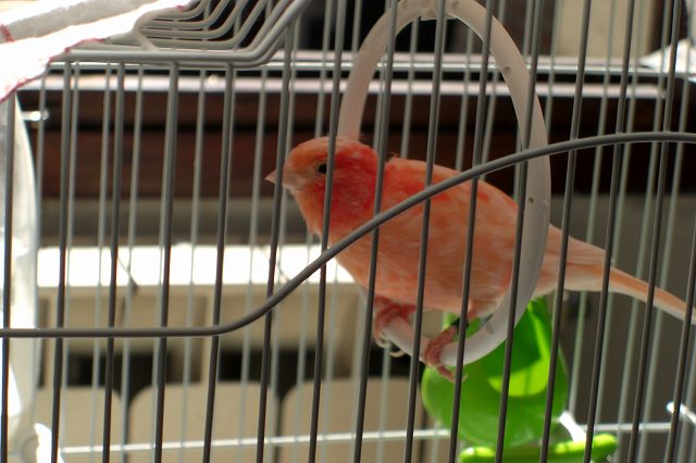 Piiちゃんの換羽が始まりました Gabbianoさんと一緒に