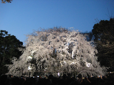 六義園の枝垂れ櫻_e0090555_0234710.jpg