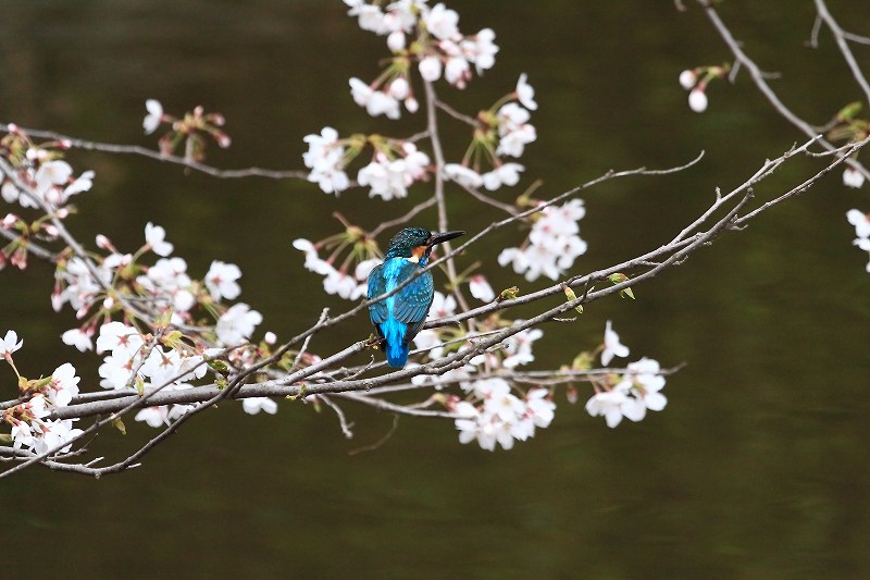 飛鳥山のさくら_f0044056_1613793.jpg