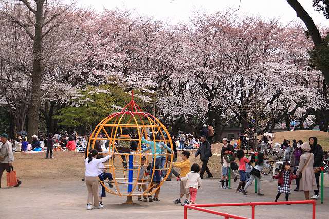 飛鳥山のさくら_f0044056_16295624.jpg