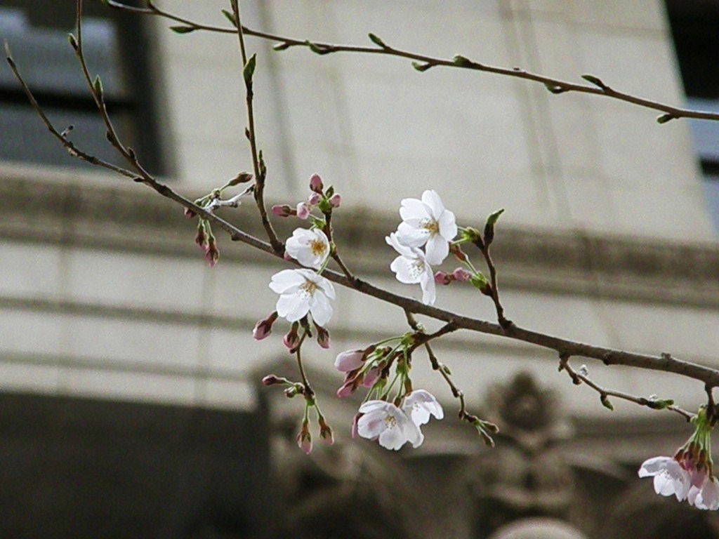 一寸エトランゼ…こんな背景も似合う…染井吉野_e0064158_23191851.jpg