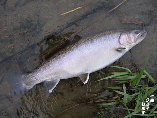 魚野川も最高！・・・らしい_a0113859_23404838.jpg