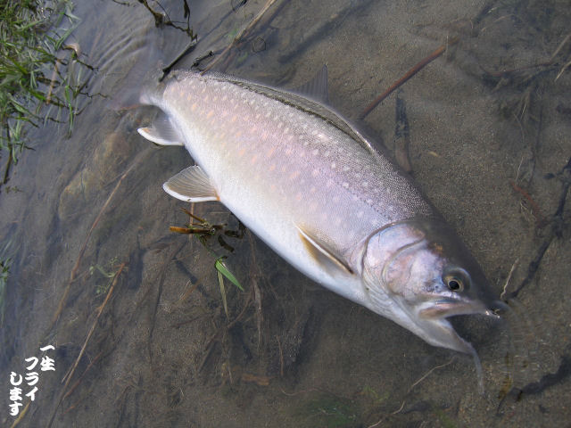 魚野川も最高！・・・らしい_a0113859_2341878.jpg