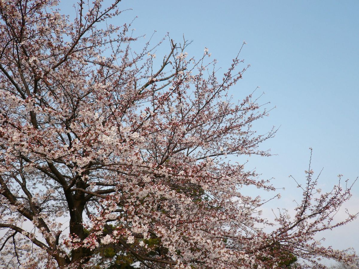 ソメイヨシノの開花状況_b0154361_23105374.jpg