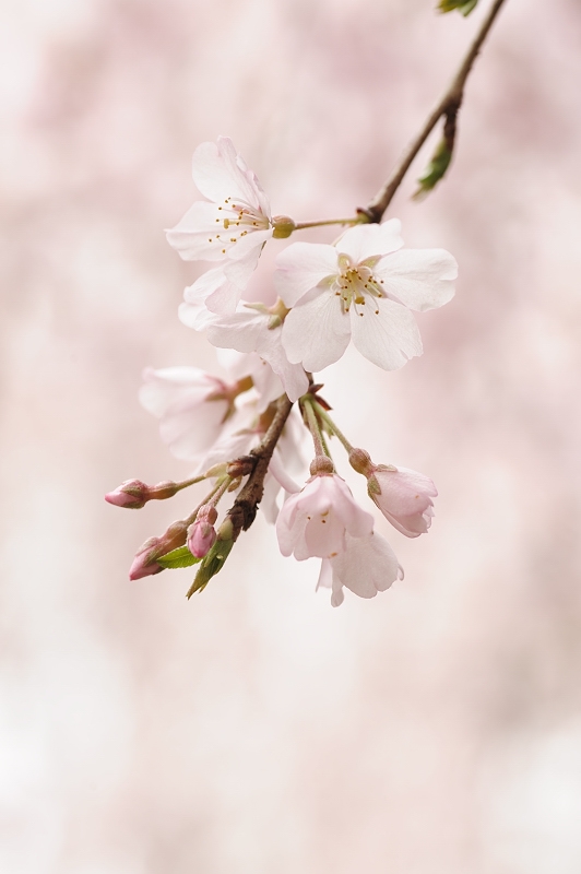 氷室神社の枝垂れ桜　（２）_f0067667_2214824.jpg
