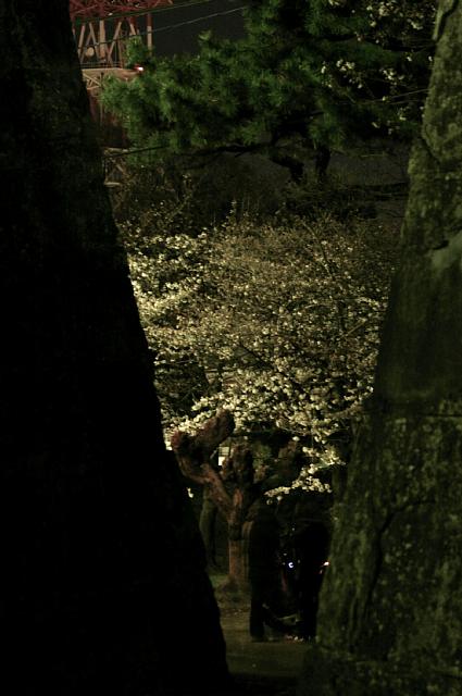 夜桜　-和歌山城-_a0056769_2182895.jpg