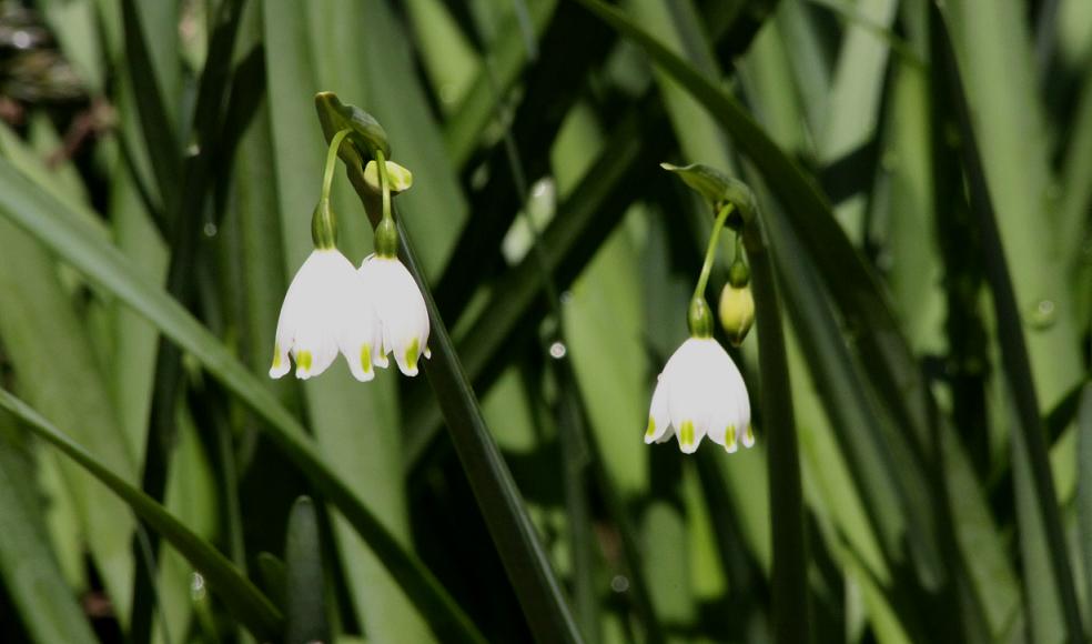 鈴蘭水仙 スズランスイセン 成長する家 つれづれ日記 鈴蘭水仙 スズランスイセン 成長する家 つれづれ日記