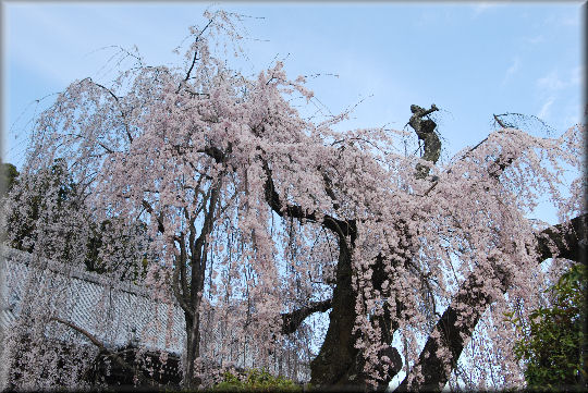 桜のシャワーを浴びてきました・・・＠身延山久遠寺_e0099375_8315977.jpg