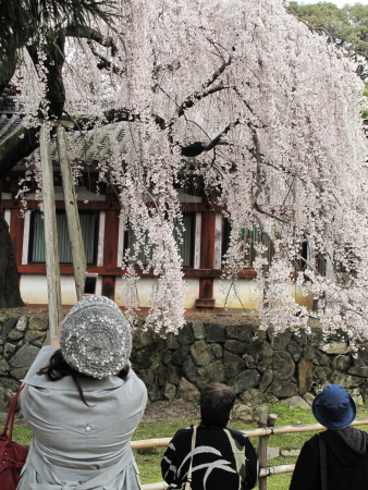 桜_f0167977_11502084.jpg