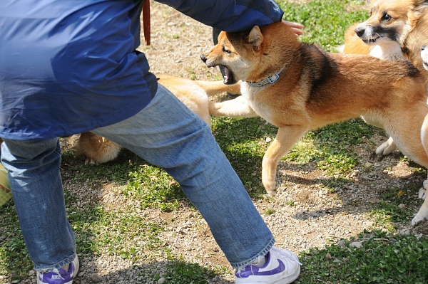 とぶき　200903 14_c0109780_16213215.jpg