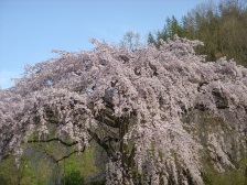 桜_e0132480_7142663.jpg