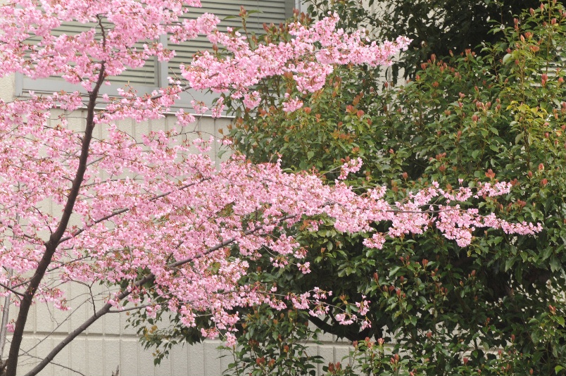 これはまめ桜か？＠散歩_d0056382_17462074.jpg